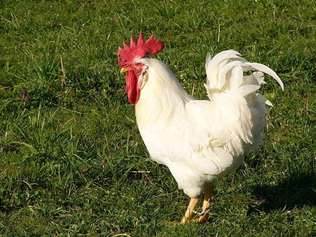 Gallina Bianca di Saluzzo e Cavour