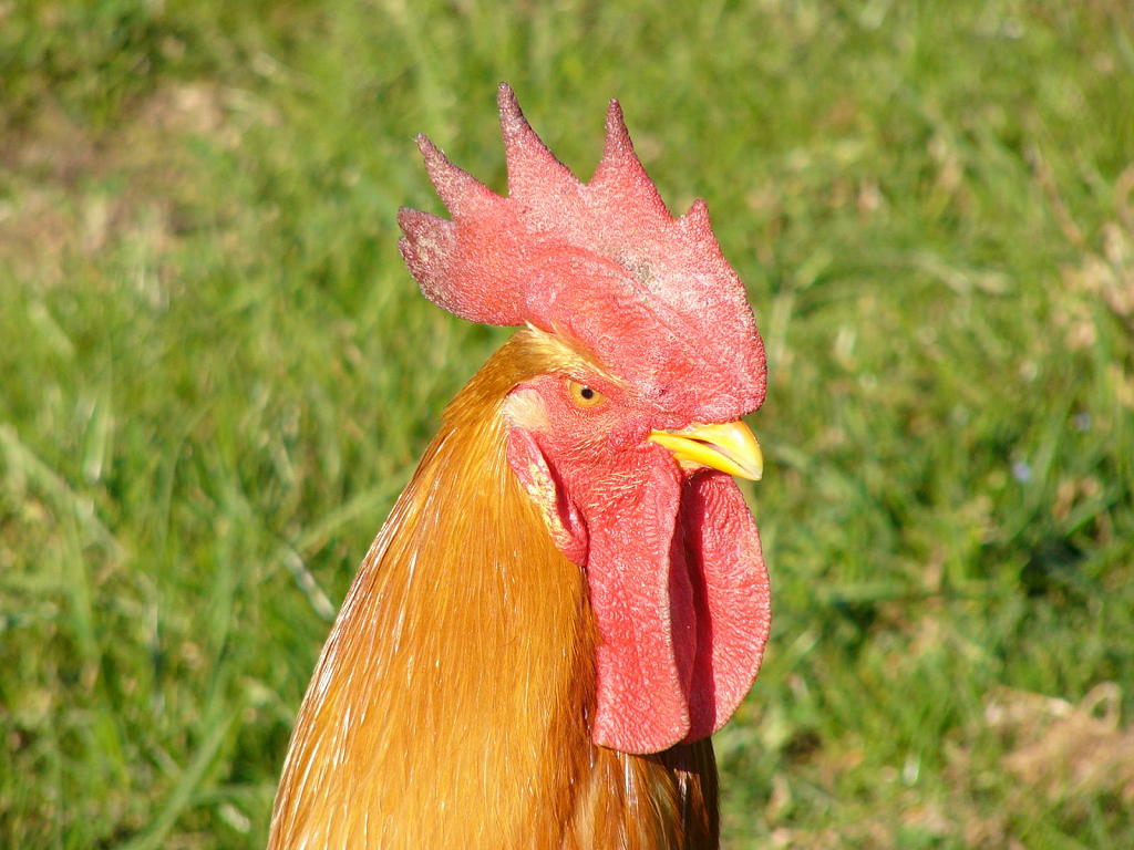 Gallina Bionda Piemontese